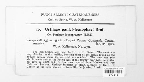 Anthracocystis panici-leucophaei image